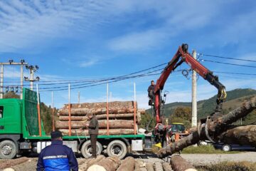 Jandarmii au amendat un șofer care transporta material lemnos în surplus