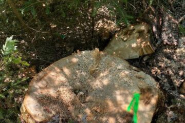 Cioate de la Ocolul Silvic Bucovina, într-o pădure a Primăriei Sucevița