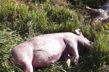 Alertă majoră după ce doi porci au fost găsiți morți la marginea drumului, pe Mestecăniș