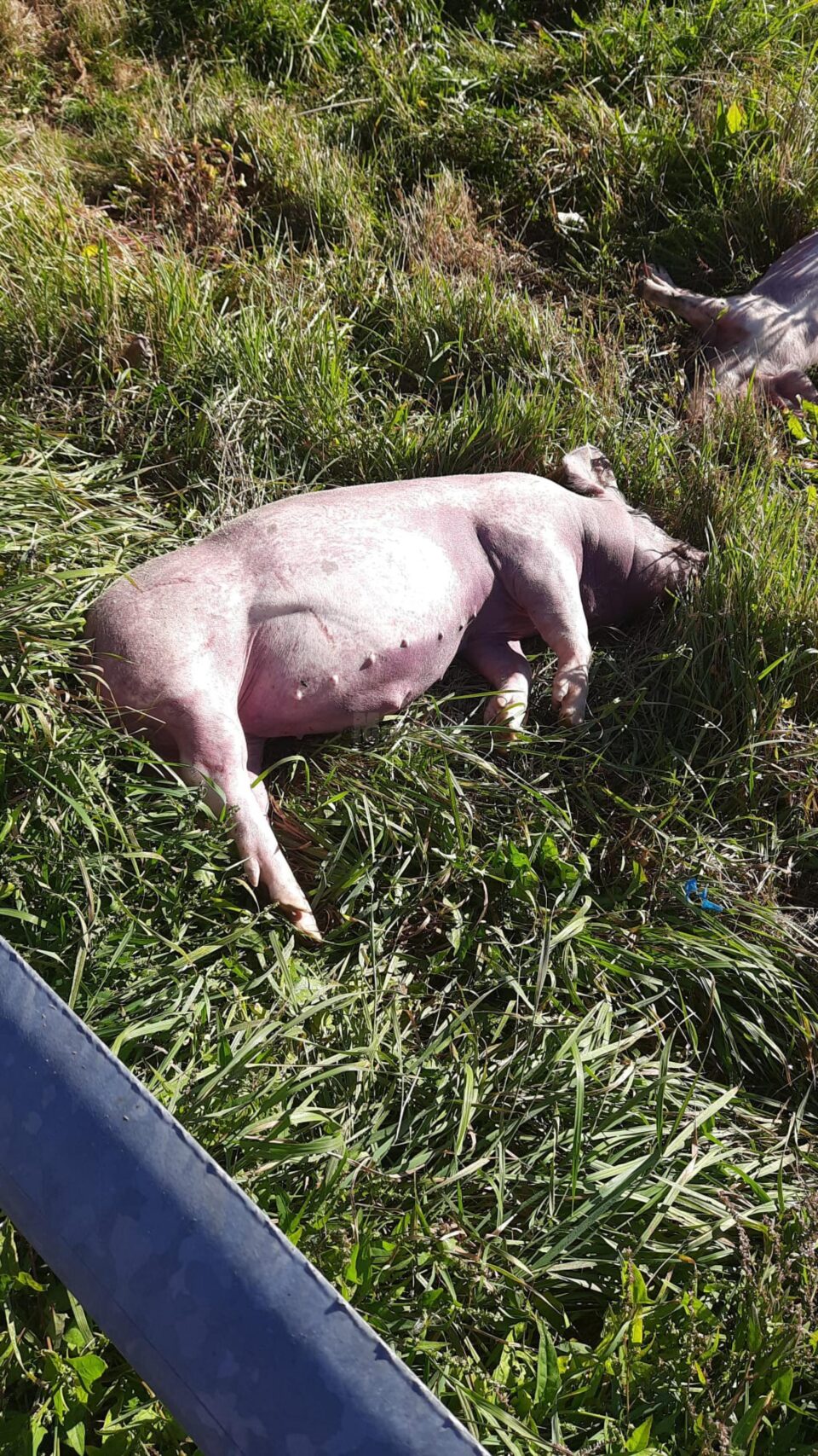 Alertă majoră după ce doi porci au fost găsiți morți la marginea drumului, pe Mestecăniș Alertă majoră după ce doi porci au fost găsiți morți la marginea drumului, pe Mestecăniș