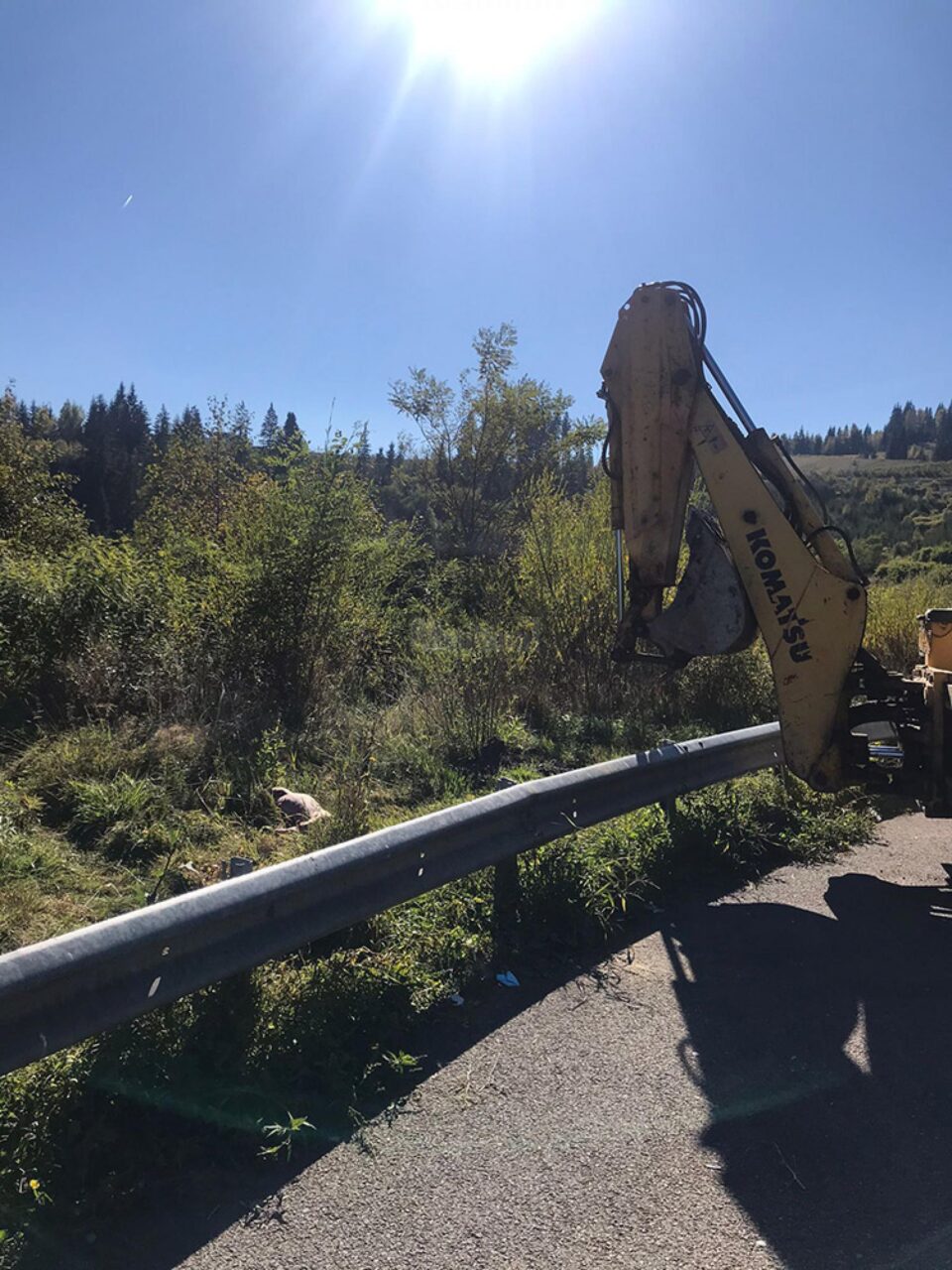 Alertă majoră după ce doi porci au fost găsiți morți la marginea drumului, pe Mestecăniș