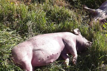Doi porci au fost găsiți morți la marginea drumului, pe Mestecăniș