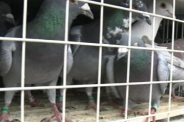 Autoritățile judiciare belgiene l-au acuzat și condamnat pe bărbatul din Rădăuți pentru furtul a 55 de porumbei de cursă FOTO digi24.ro