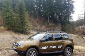 Anchetă a poliției și Gărzii Forestiere privind arbori viabili, trecuți la produse accidentale pentru a fi doborâți