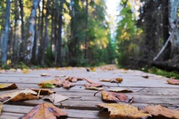 Toamna în turbăria Tinovul Mare, din Poiana Stampei