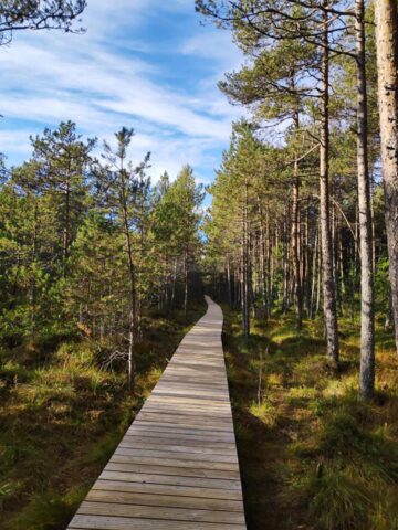 Toamna în Tinovul Mare, Poiana Stampei