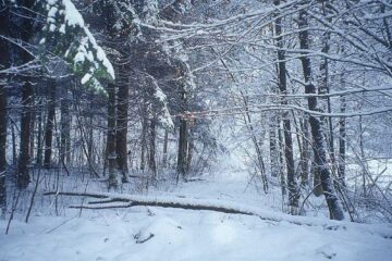 „Ninge în toată țara”