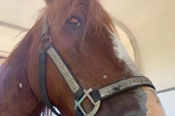 A înjurat caii și s-a trezit luat la bătaie