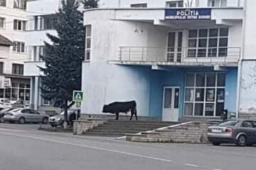 Un taur pe treptele Poliției Vatra Dornei