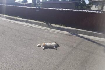 Câinele împușcat