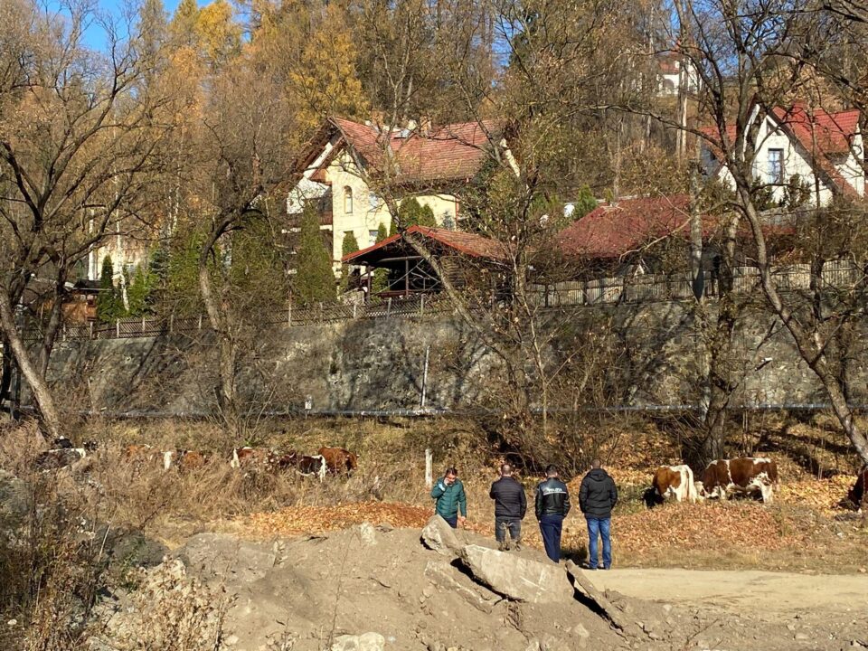Vacile păzite de polițiști FOTO Radio Dorna