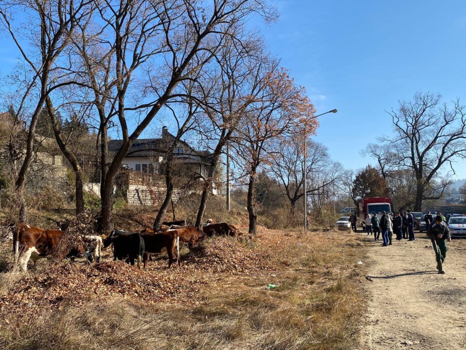 Vacile păzite de polițiști FOTO Radio Dorna