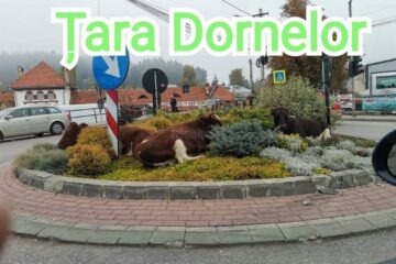 La odihnă în sensul giratoriu FOTO Facebook Șaru Dornei/Neagra Șarului
