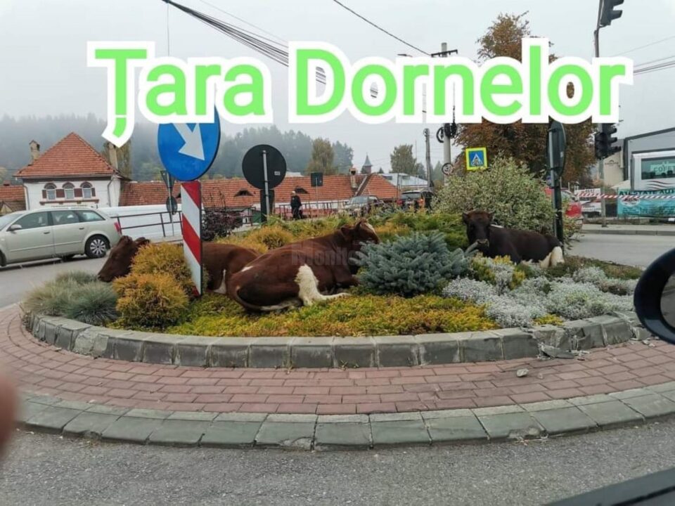 La odihnă în sensul giratoriu FOTO Facebook Șaru Dornei/Neagra Șarului
