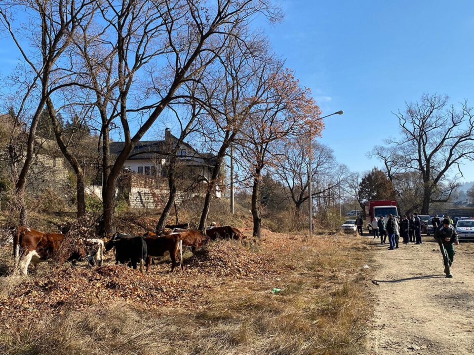 Vacile păzite de polițiști Sursa foto Radio Dorna
