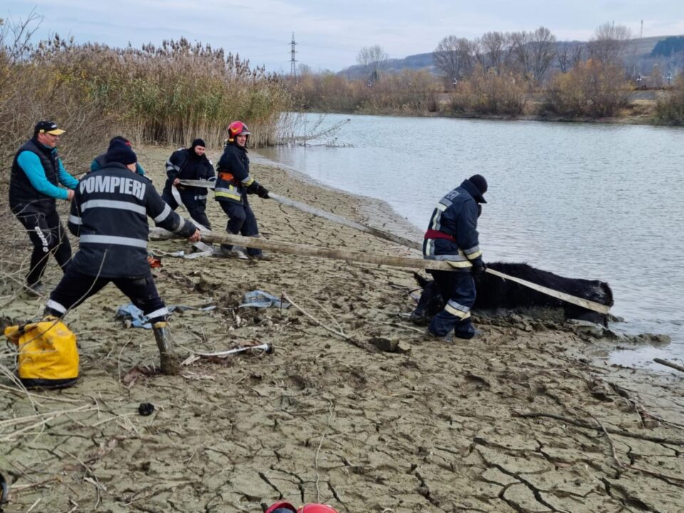 Vacă salvată din râul Siret de pompieri după trei ore de muncă