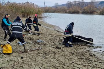 Vacă salvată din râul Siret de pompieri după trei ore de muncă