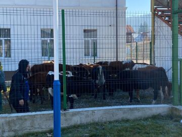 Vacile din Vatra Dornei Sursa foto Radio Dorna