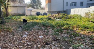 Adăpost ilegal de câini amenajat între blocuri, desființat de Primăria Suceava