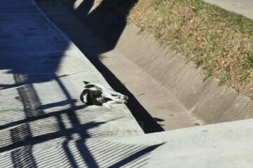 Câini otrăviți în centrul comunei Dornești
