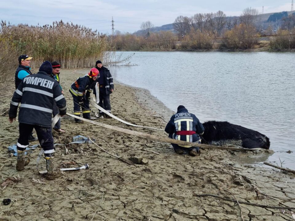 Vacă salvată din râul Siret de pompieri după trei ore de muncă