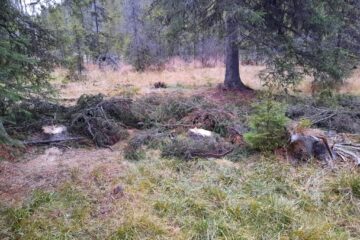 Zeci de cioate de arbori tăiați ilegal, descoperite de inspectorii Gărzii Forestiere Suceava, în teren