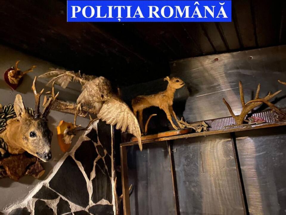 Trofee găsite la percheziții
