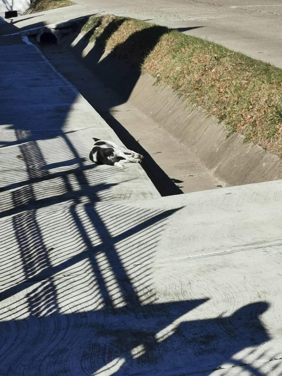 Câini otrăviți la Dornești