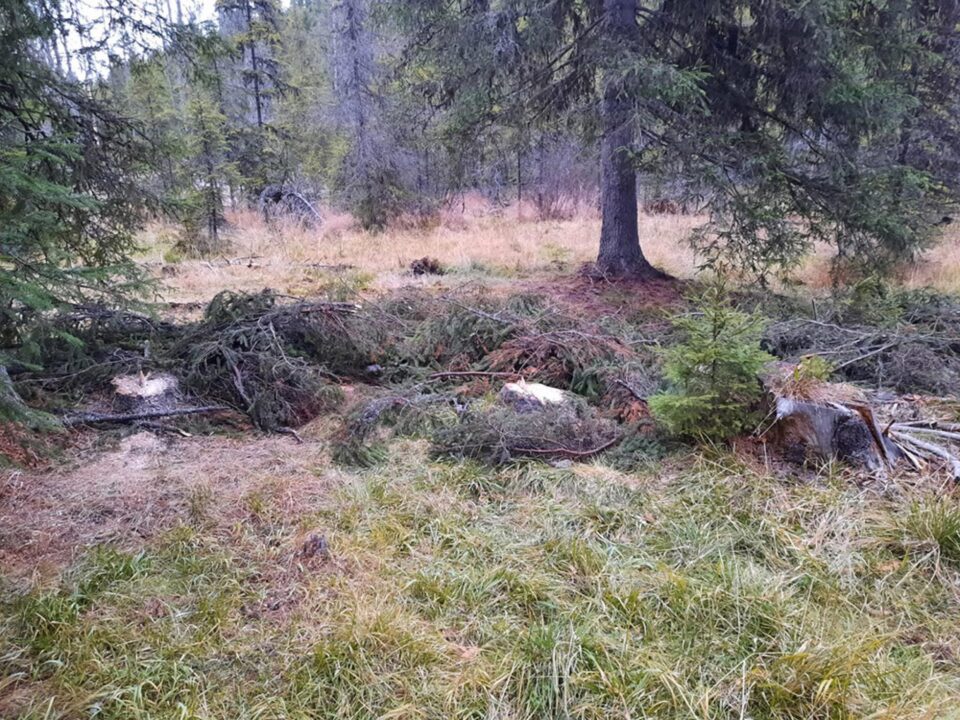 Zeci de cioate de arbori tăiați ilegal, descoperite de inspectorii Gărzii Forestiere Suceava, în teren Zeci de cioate de arbori tăiați ilegal, descoperite de inspectorii Gărzii Forestiere Suceava, în teren