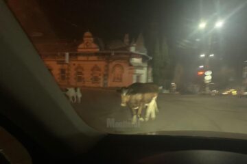 vaca la vatra dornei