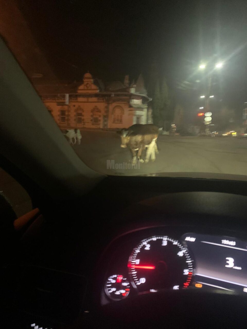 vaca la vatra dornei