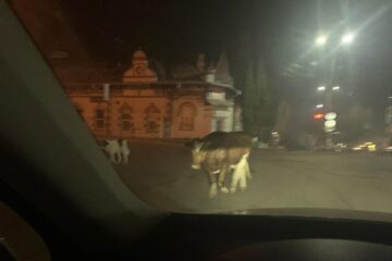 Vacile maidaneze au reapărut pe străzile din Vatra Dornei