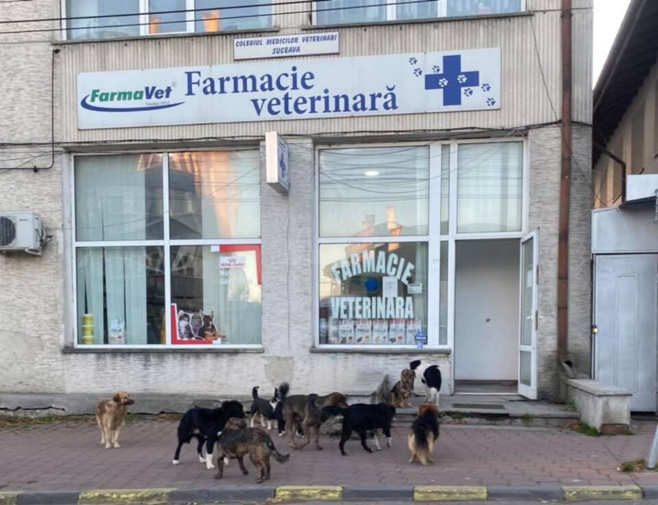 Haite de câini prin Suceava