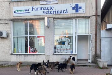 Haite de câini prin Suceava