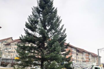 În centrul municipiului Suceava și-a făcut deja apariția tradiționalul brad pentru sărbătorile de iarnă