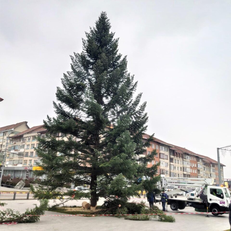 În centrul municipiului Suceava și-a făcut deja apariția tradiționalul brad pentru sărbătorile de iarnă În centrul municipiului Suceava și-a făcut deja apariția tradiționalul brad pentru sărbătorile de iarnă