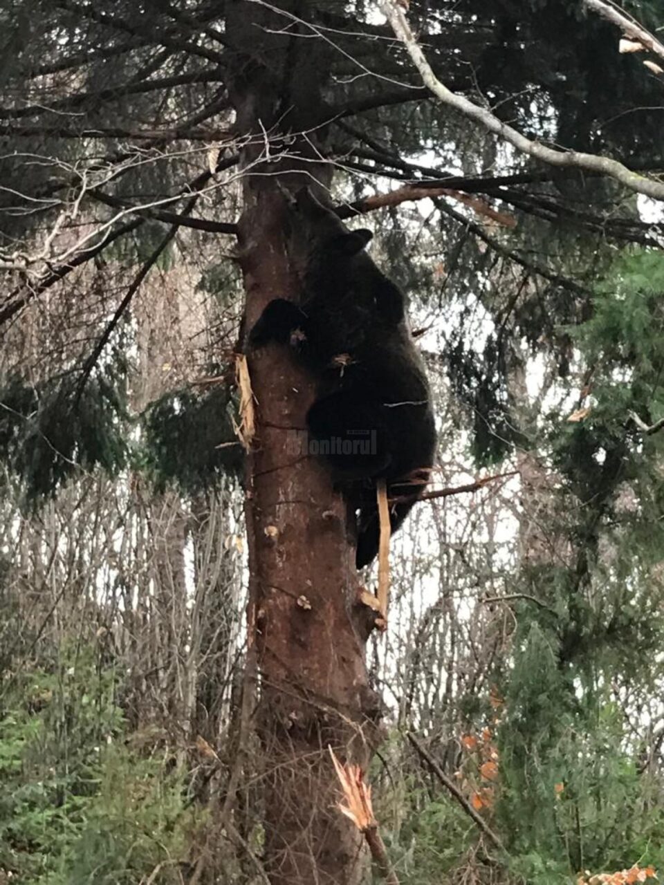 Urs salvat dintr-o capcană montată de braconieri într-un brad