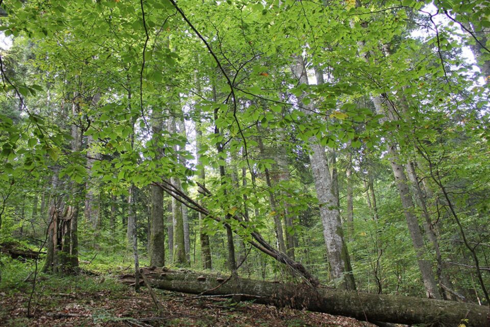 Ziua Patrimoniului Mondial al UNESCO din România, marcată cu imagini din Codrii Seculari Slătioara