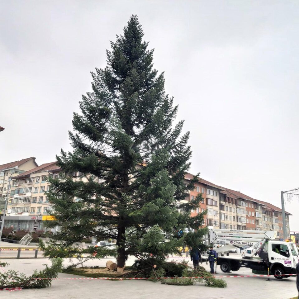 În centrul municipiului Suceava și-a făcut deja apariția tradiționalul brad pentru sărbătorile de iarnă În centrul municipiului Suceava și-a făcut deja apariția tradiționalul brad pentru sărbătorile de iarnă