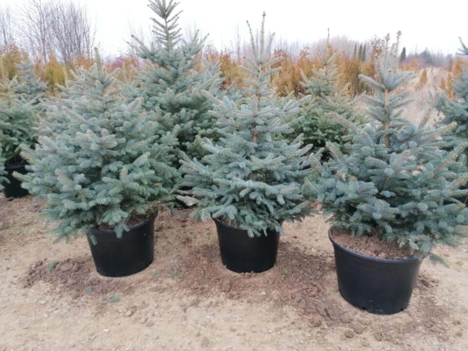 Brăduți frumoși și ecologici, pregătiți de Pepieniera Salcea pentru sărbătorile de iarnă Brăduți frumoși și ecologici, pregătiți de Pepieniera Salcea pentru sărbătorile de iarnă
