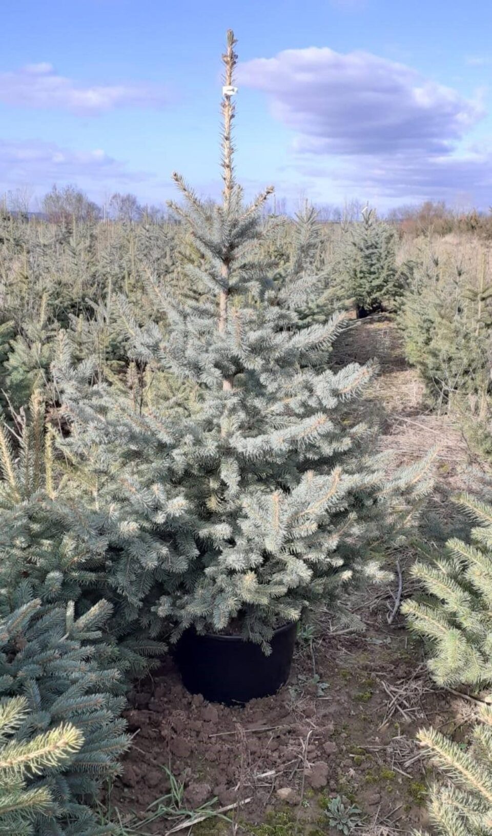 Brăduți frumoși și ecologici, pregătiți de Pepieniera Salcea pentru sărbătorile de iarnă