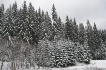 La peste 1.000 de metri altitudine zăpada are 10-15 centimetri