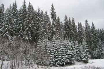 La peste 1.000 de metri altitudine zăpada are 10-15 centimetri