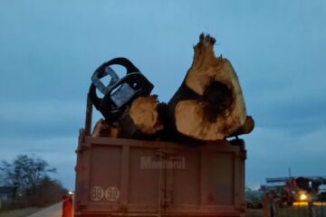 Transportul de lemn fără acte