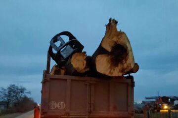 Transportul de lemn fără acte