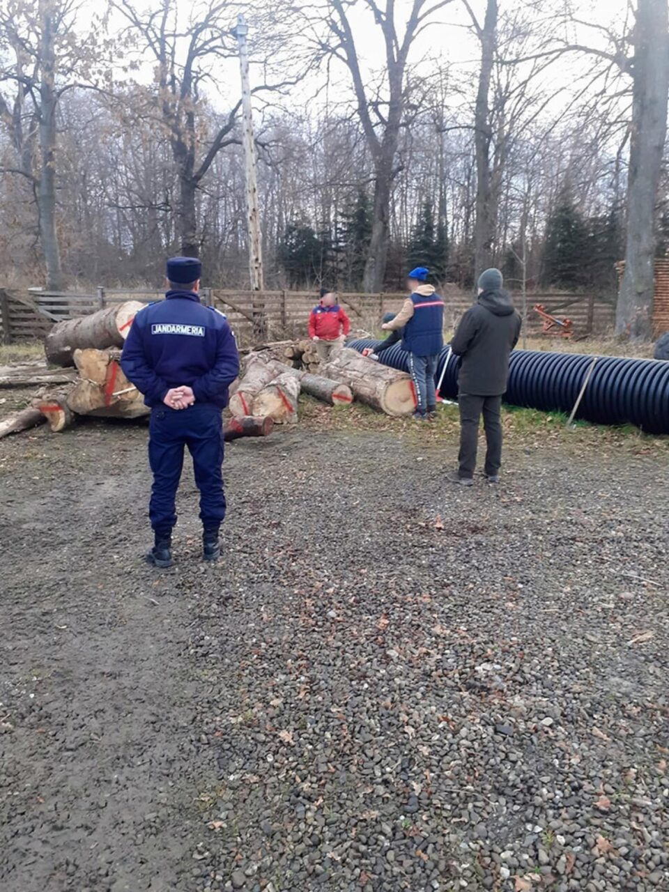 Lemnul de proveniență necunoscută a fost predat în custodie Ocolului Silvic Mălini