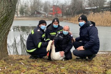 Lebăda din parcul de agrement de pe Tătărași, pusă la adăpost pe timpul iernii
