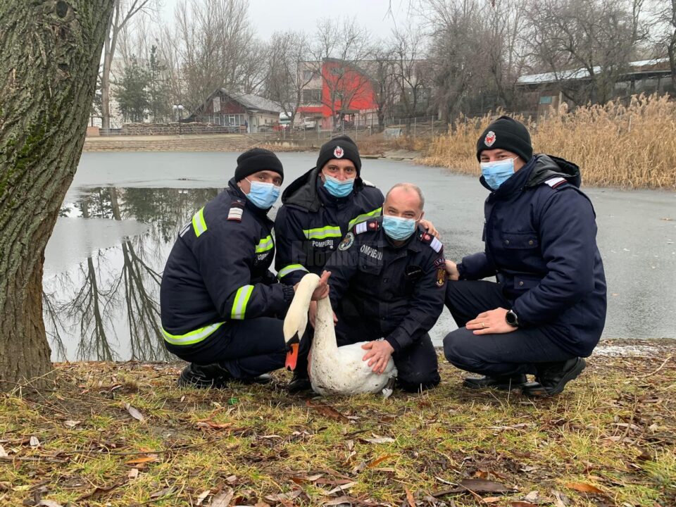 Lebăda din parcul de agrement de pe Tătărași, pusă la adăpost pe timpul iernii
