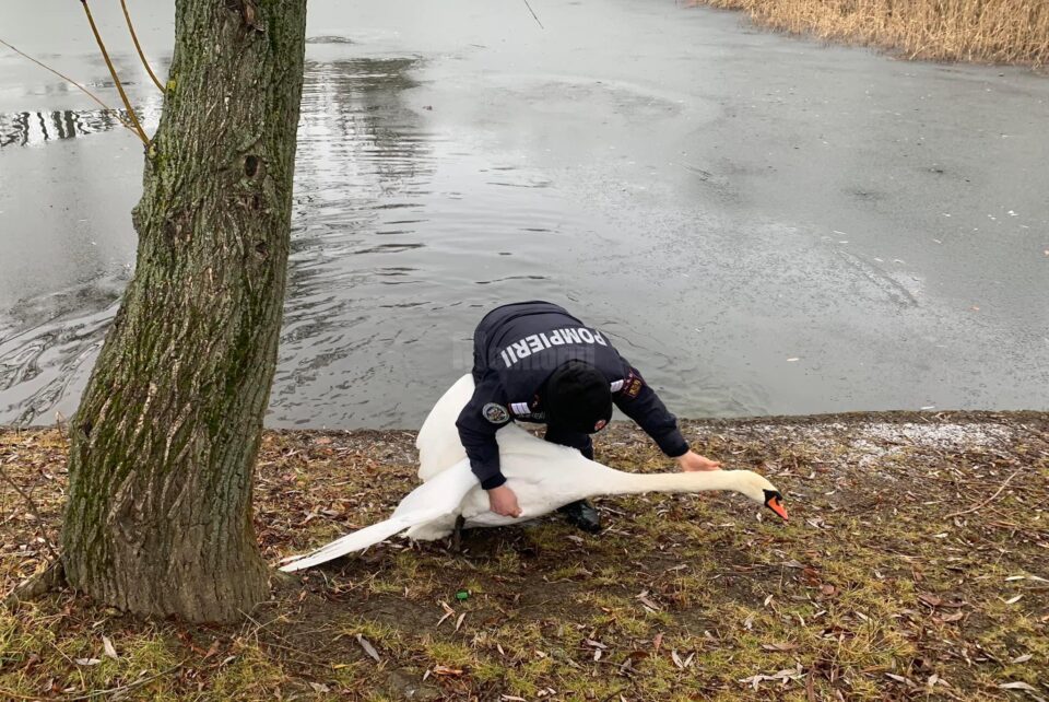 Lebăda din parcul de agrement de pe Tătărași, pusă la adăpost pe timpul iernii