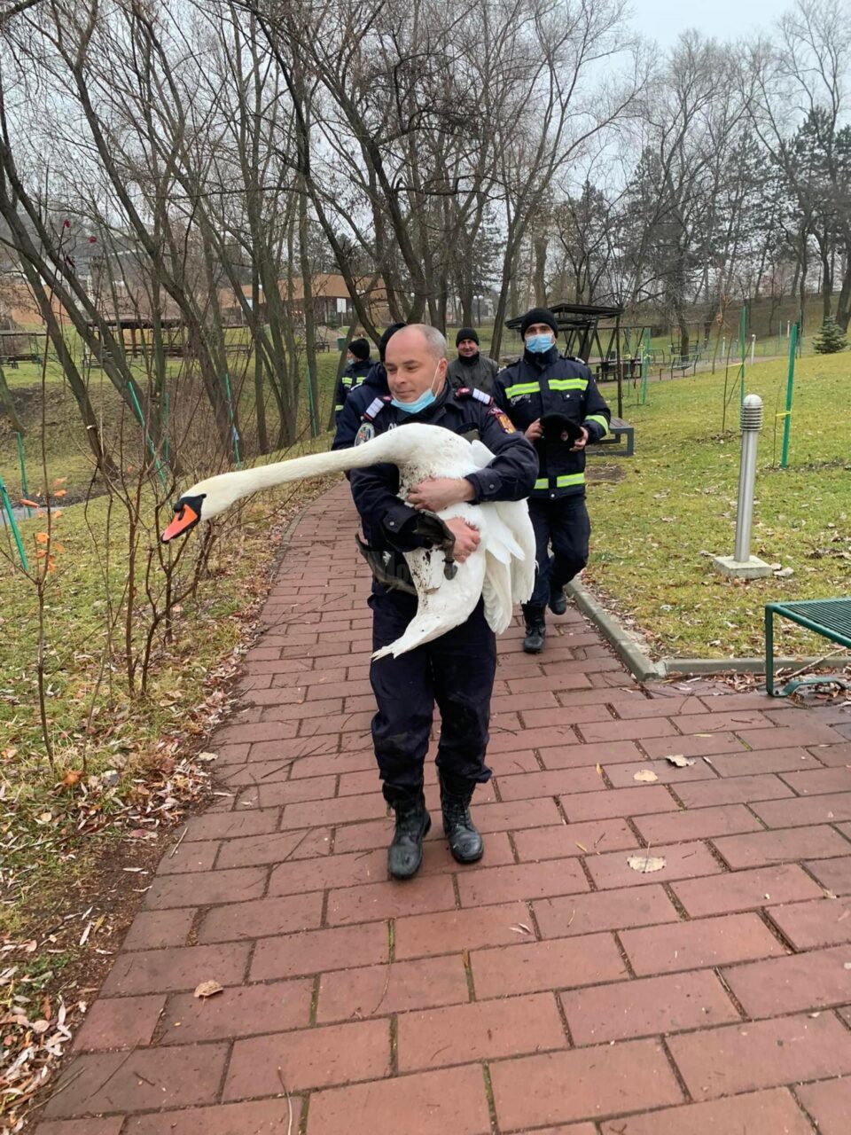 Lebăda din parcul de agrement de pe Tătărași, pusă la adăpost pe timpul iernii